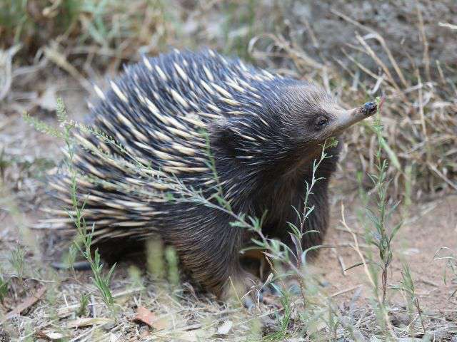 Photograph of an echidna walking with its snout held high